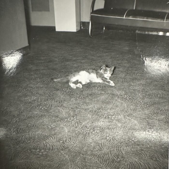 Tabby cat lounging on the floor of the new Garry Theatre