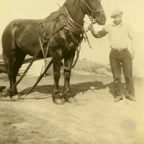 Dad Jock Langlois at Age 14 with a Percheron on Hecla Island, Date Unknown, Jock Langlois Jock Langois holding the reigns of a horse