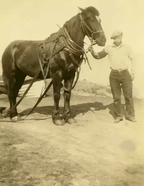 Dad, Jock Langlois at Age 14 with a Percheron on Hecla Island, 1932, Jock Langlois