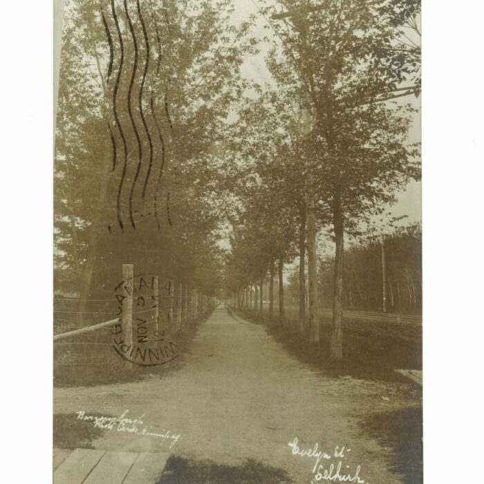 Sepia-coloured photo of Eveline Street with trees on either side of the road