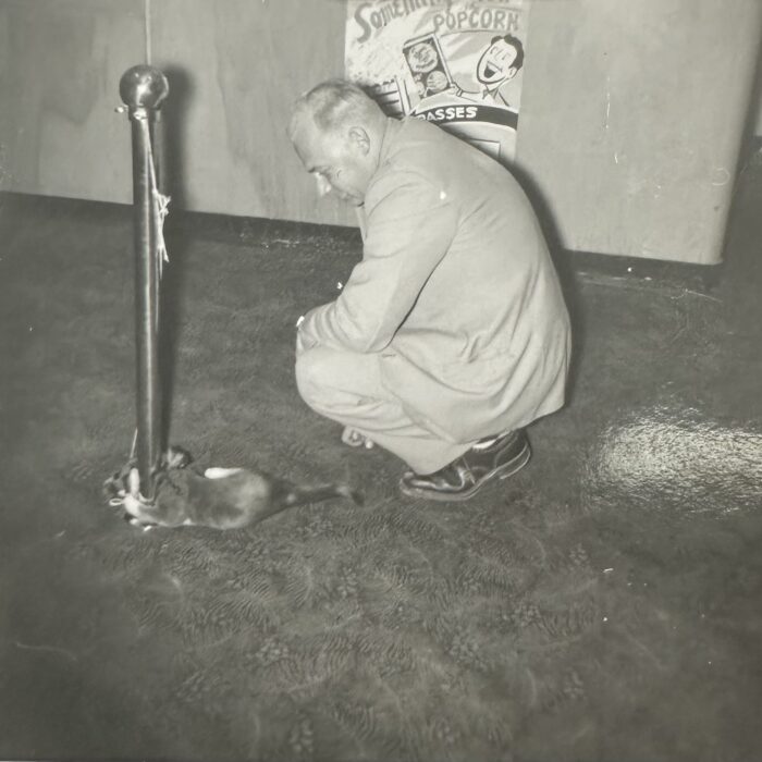 Man observing a cat playing with usher stand on the opening night of the Garry Theatre