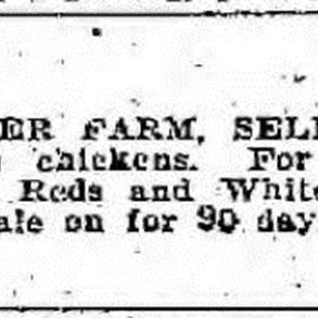 Advertisement about Red Feather Farm in a newspaper.