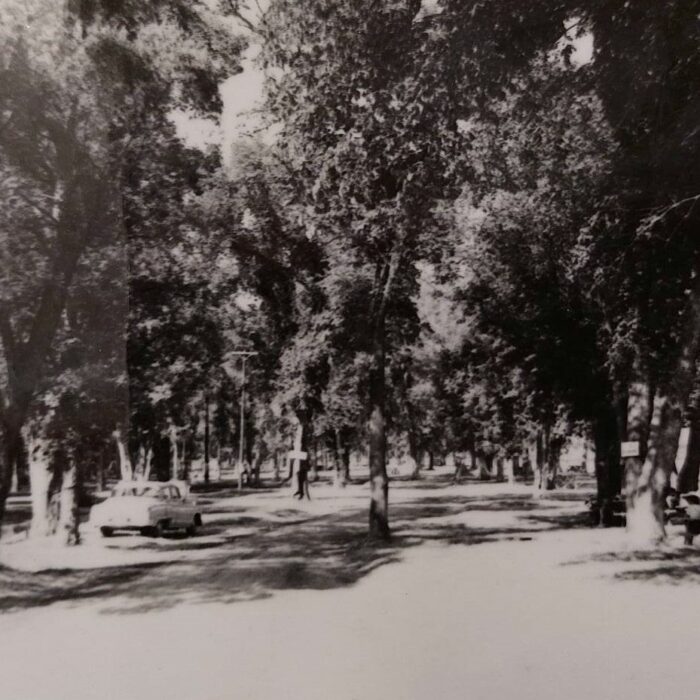 Selkirk Campground, Date Unknown, Selkirk Museum Collection Black and white photograph of a treed picnic are with cars and some picnic tables in the background