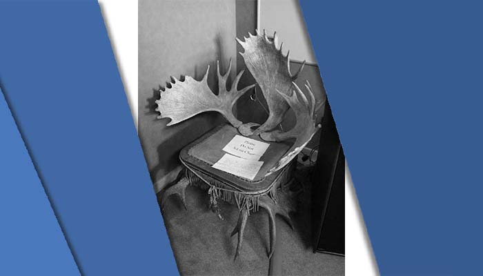 The Bizarre Horn Chair Horn chair in the Civic office