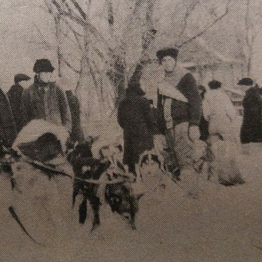 Dog races on Eveline Street as people watch