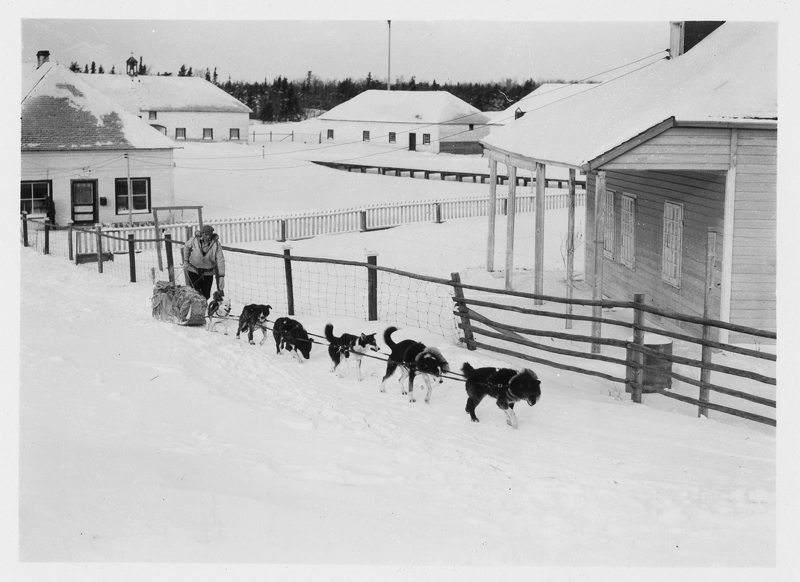Person with a dog sled with a fence and buildings in the background