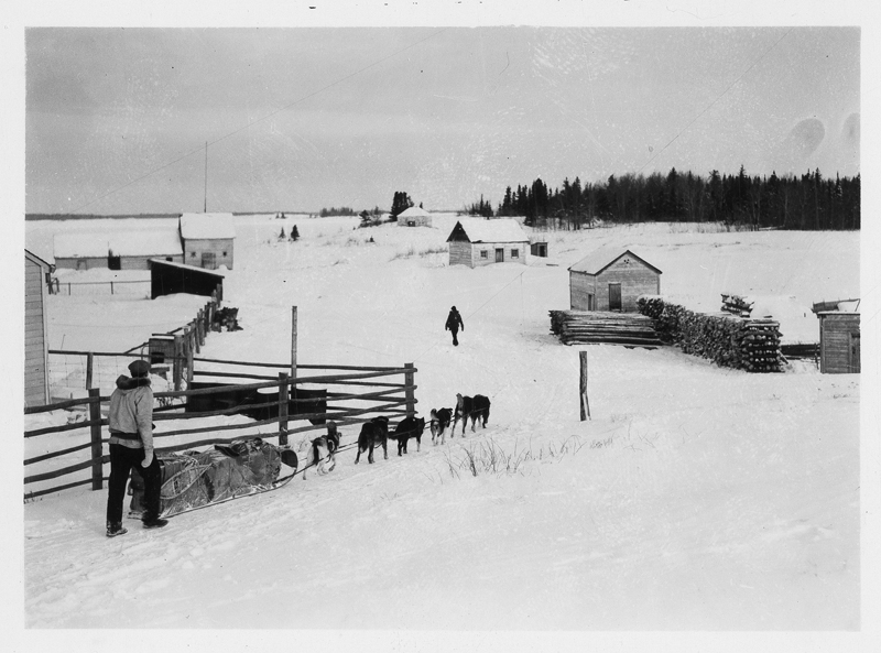 Person with a dog sled with sheds, a wood pile and trees in the background