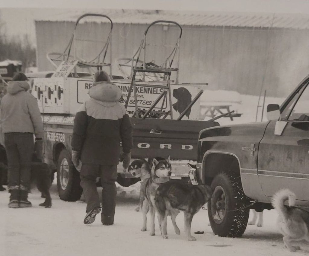 Sled Dogs wait beside cars