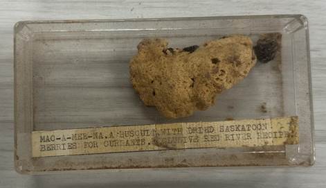 Colour image of a natural history specimen. The specimen is a cookie and it is in a clear plastic case