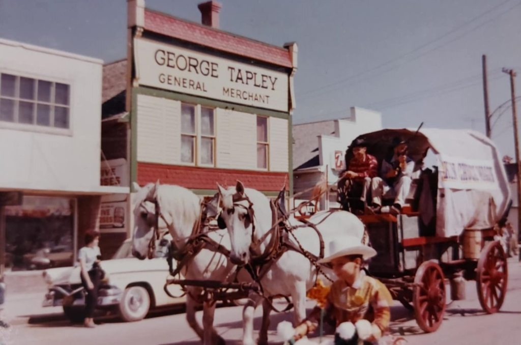 Colour image of two white horses pulling a chuck wagon. In the background is George Tapley's store