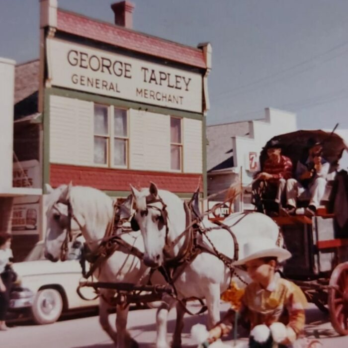 Colour image of two white horses pulling a chuck wagon. In the background is George Tapley's store