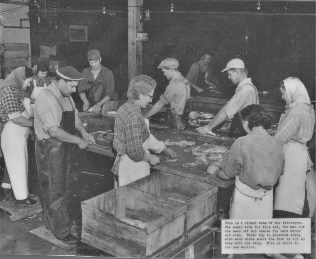 Black and white photo of a group of people working at benches filleting fish