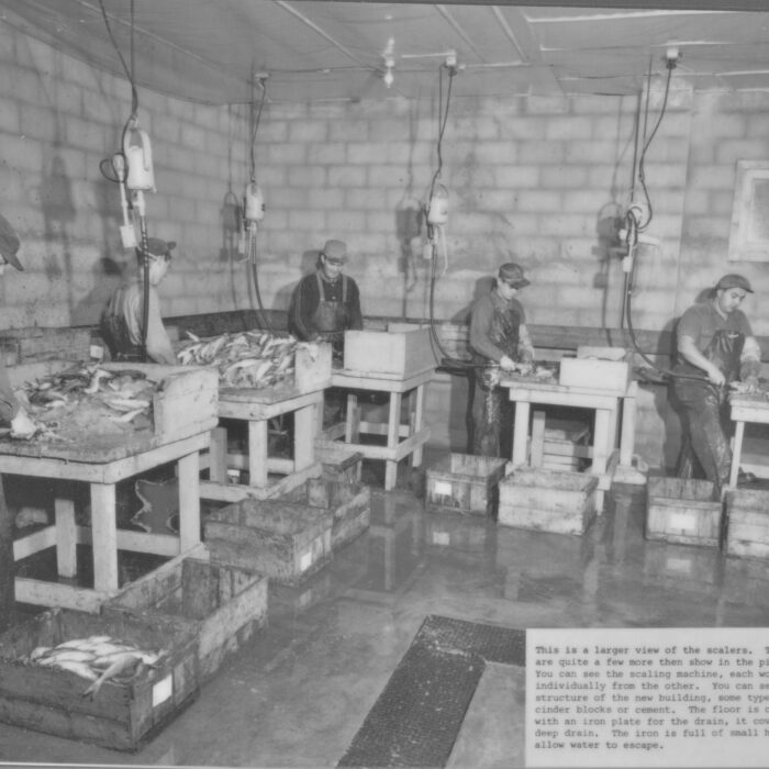 Large View of Scalers at Booth Fisheries, 1934-1935, Booth Fisheries Black and white photo of fishery workers in a brick room working